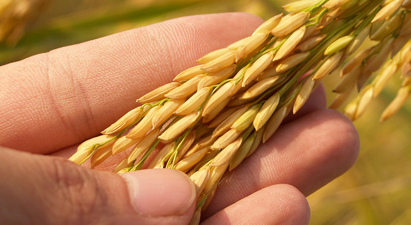 agriculteur qui tient du blé dans sa main
