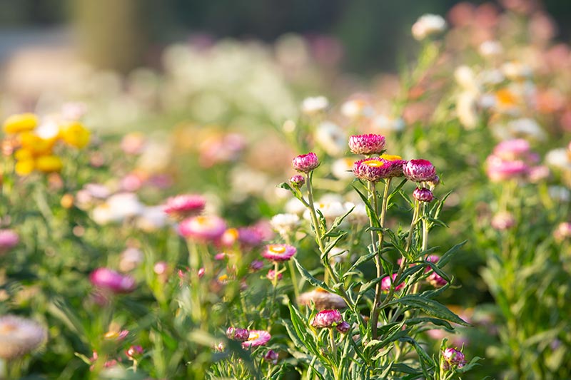 fleurs mellifères pour les abeilles