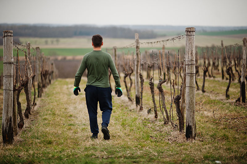 viticulteur qui travaille dans sa vigne